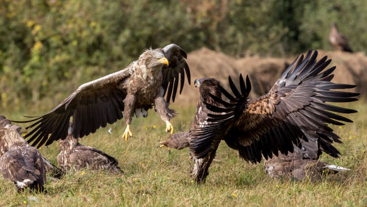 Fighting white-tailed eagles (Haliaeetus albicilla) (2)