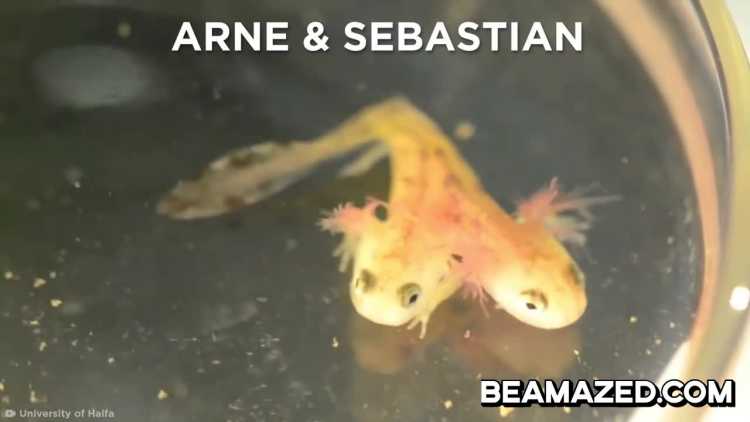 two-headed salamander