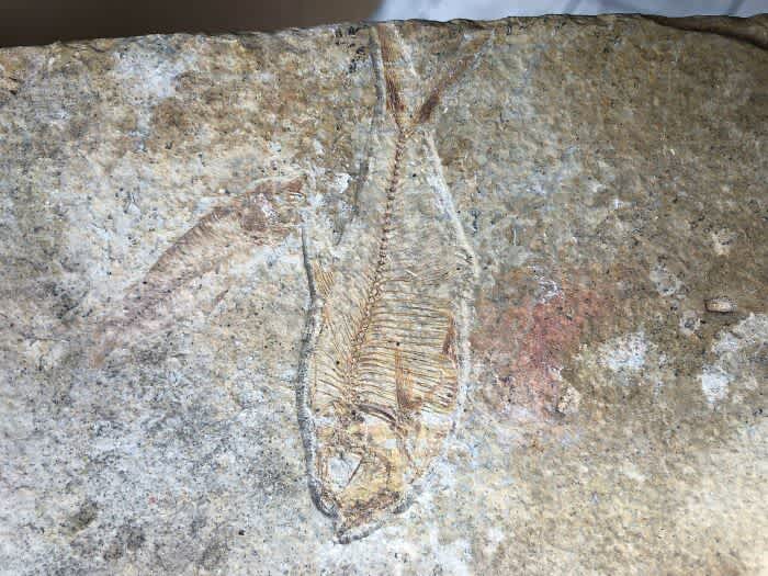 fossilized fish