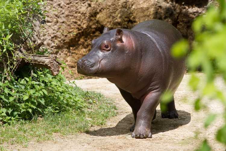 Hippo Calf hippopotamus young
