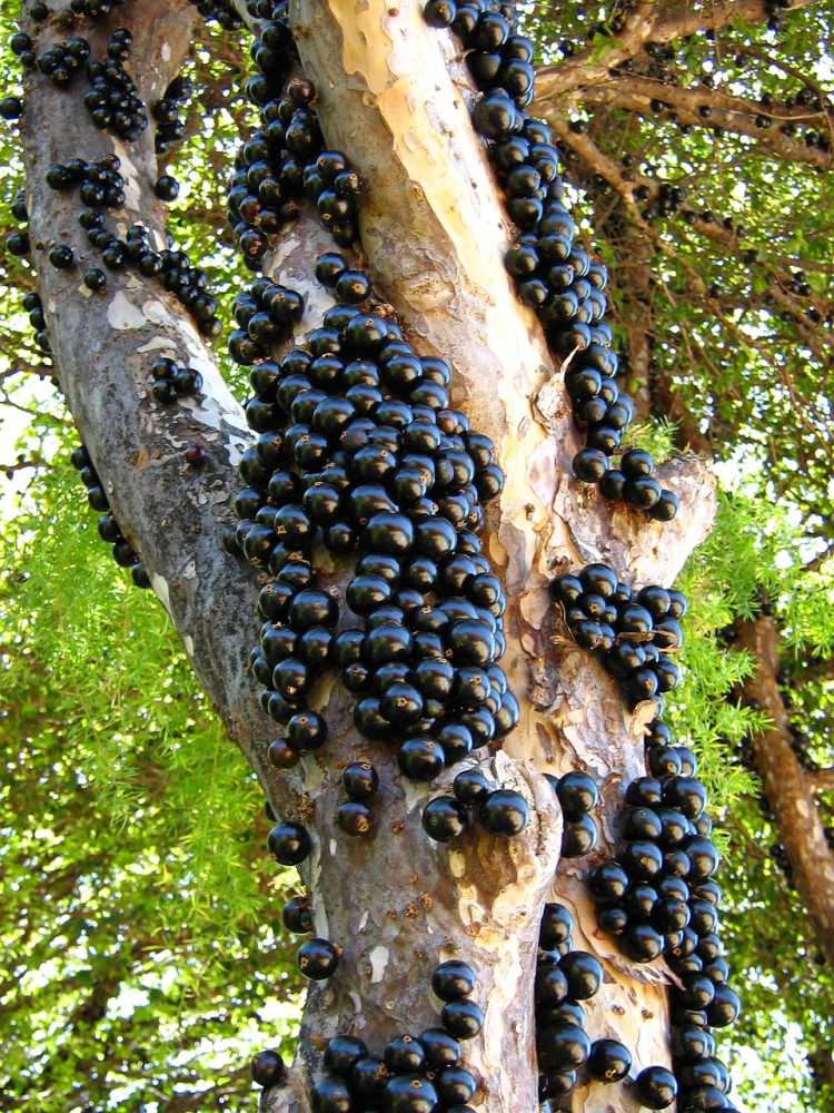 berries jaboticaba