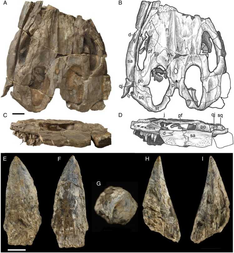 the Thalattoarchon, had giant, blade-like teeth