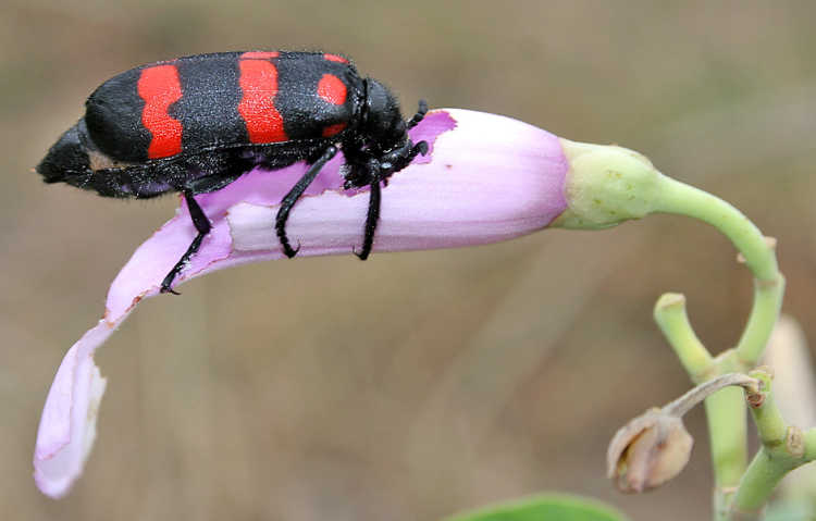 Blister Beetle