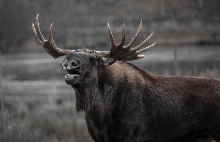 Bizarre Things You Can't Do in America Don’t look at a moose in Alaska