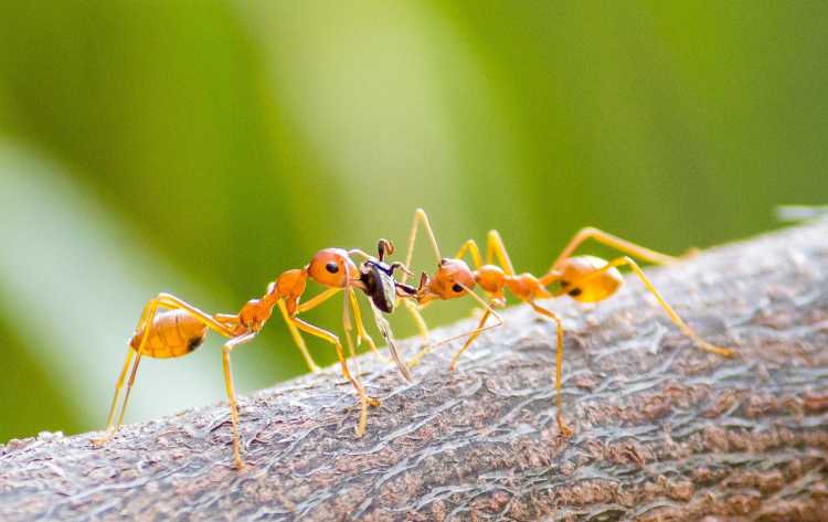 Dangerous Bugs Fire Ant