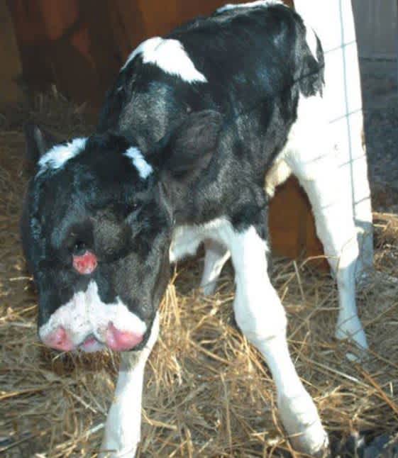 Star the two-headed calf