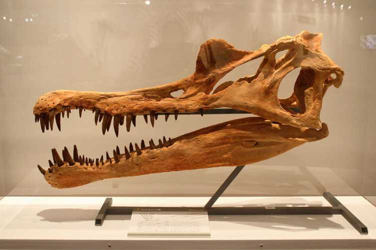 Spinosaurus skull