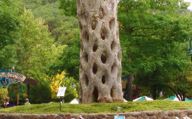 Circus Trees basket tree