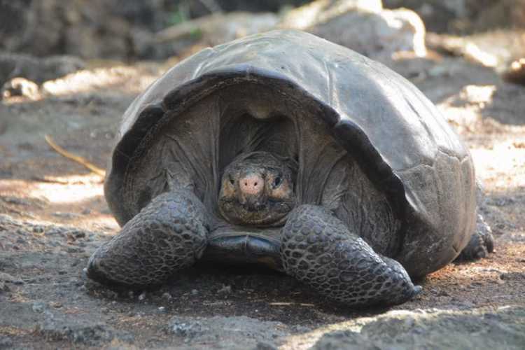 The Fernandina Island Tortoise