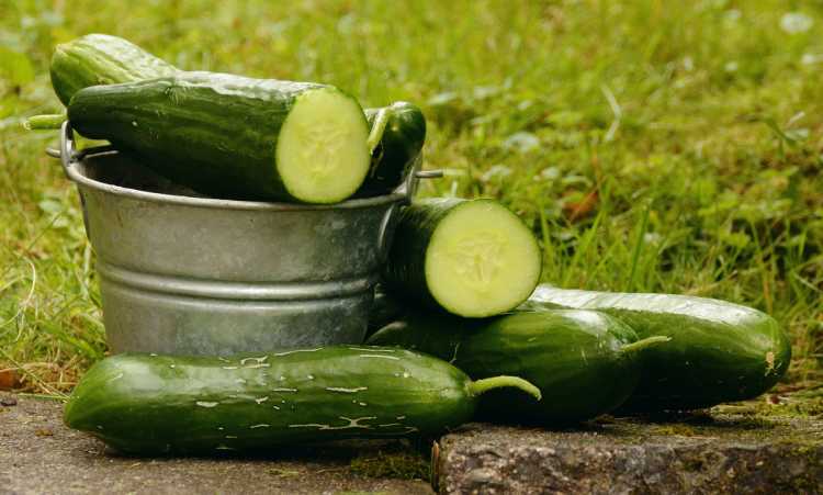 Foods That Originally Looked Totally Different Cucumber