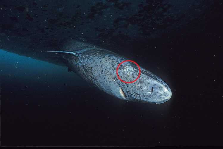 Greenland Shark copepods parasite on eye causing blindness