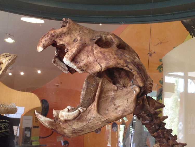 Skull of the Marsupial Lion