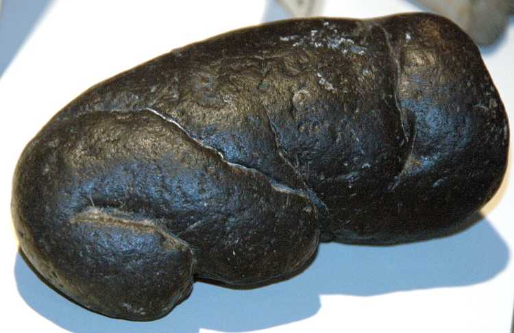 Megalodon Coprolite fossil