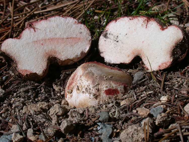 Truffles fungi