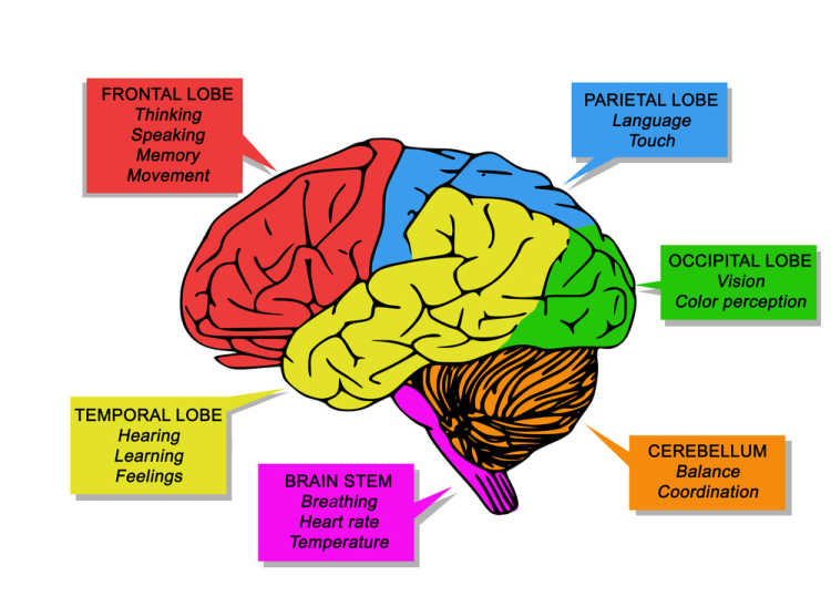 human brain functions