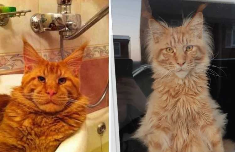 Ron Perlman lookalike cat and dog