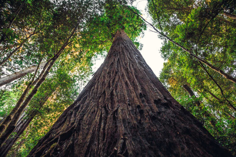 Hyperion world's tallest tree coast redwood