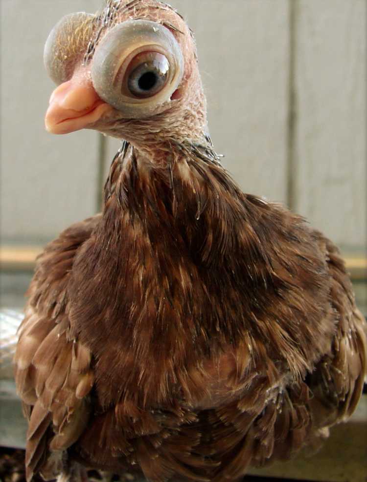 budapest pigeon