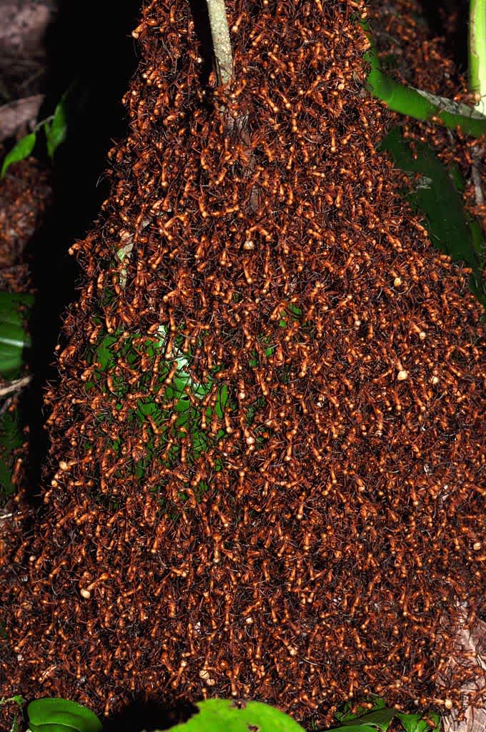 Bivouac of army ants