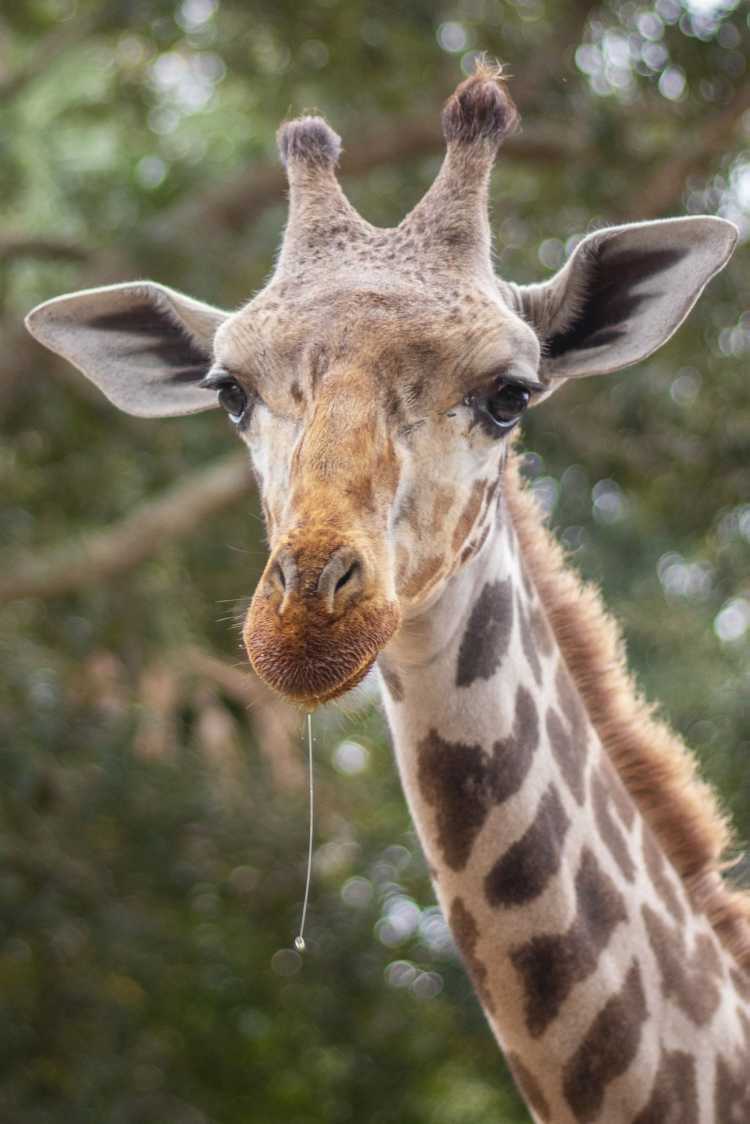 giraffe drooling saliva