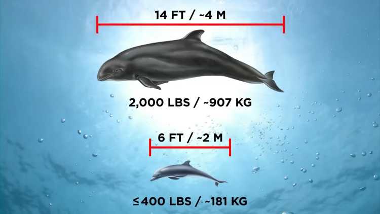 wholphin parents sizes