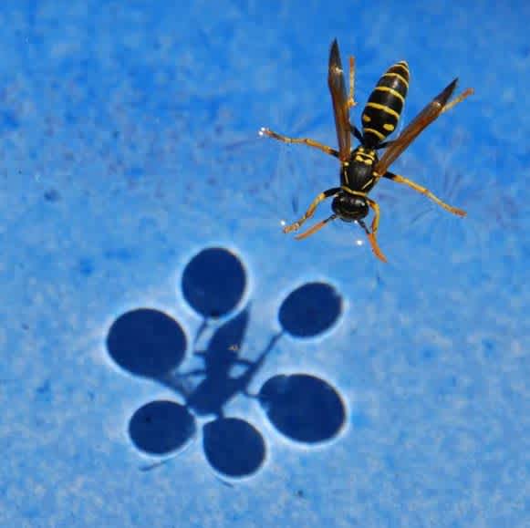 Water Shadows wasp floating on water casting shadow