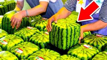 square watermelons japan