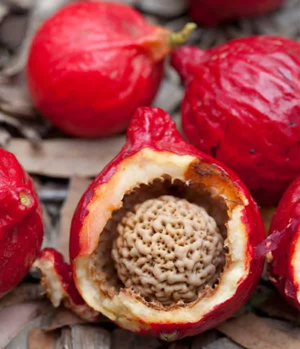 Foods That Originally Looked Totally Different Wild Peach