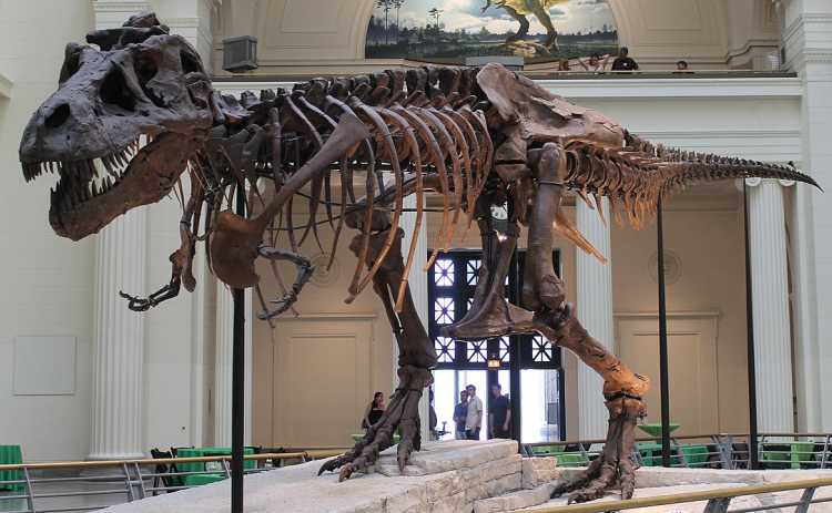 Farmer’s Mysterious Discovery Most Complete T-Rex Skeleton Sue