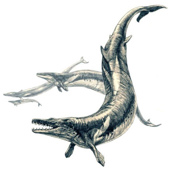 Largest Sea Creatures that EVER Existed Basilosaurus