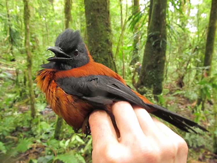 Most Dangerous Birds on Earth Pitohui