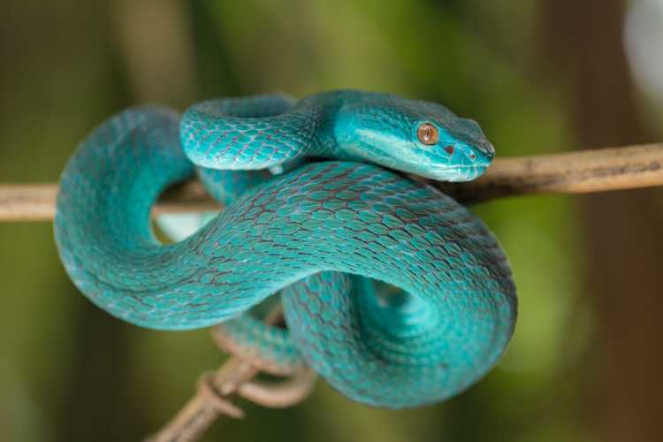 blue pit viper
