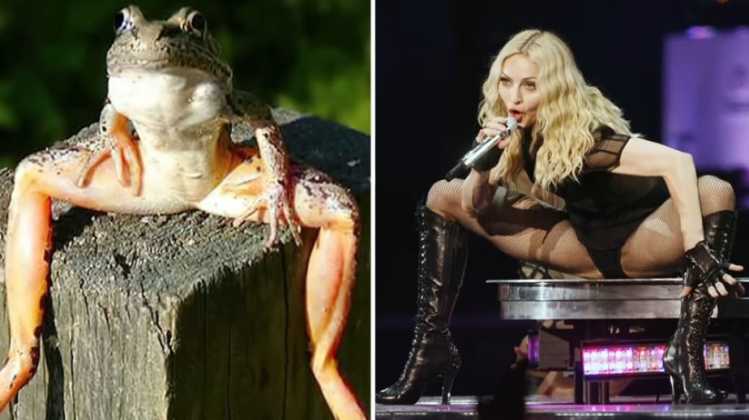 Madonna lookalike bull frog