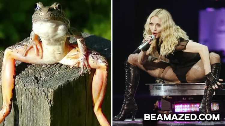 Madonna lookalike bull frog