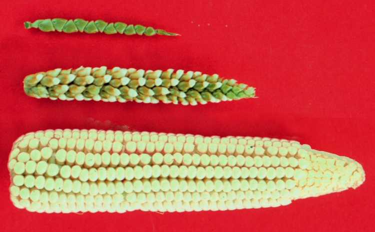Foods That Originally Looked Totally Different Corn evolution