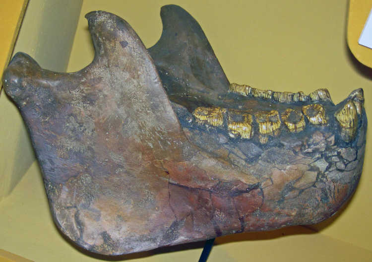 Gigantopithecus mandible