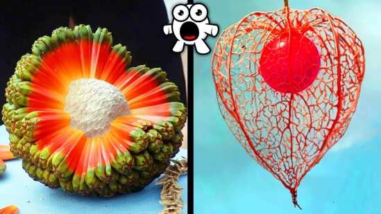 CRAZY Fruits You’ve Never Heard Of!