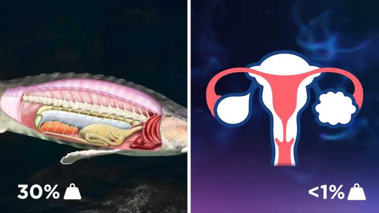 fish vs women ovary