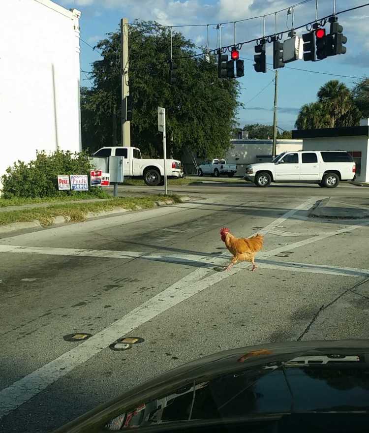 why did the chicken cross the road traffic stop