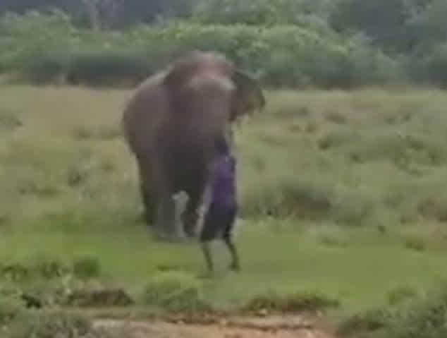 Sri Lankan man dies trying to Hypnotise An Elephant