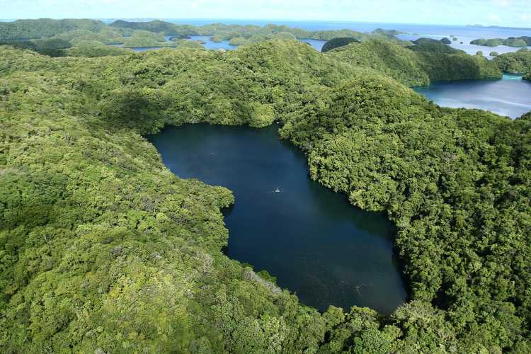 Horrifyingly Mysterious Lakes Jellyfish Lake