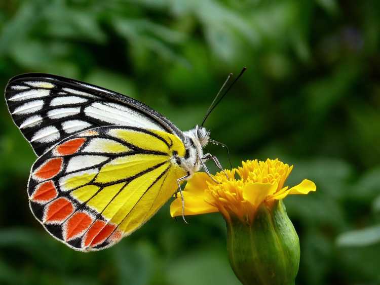 Butterflies Taste with Their Feet flower nectar