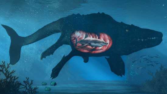 Giant Great White Shark Eaten By Sea Monster Mystery Finally Solved