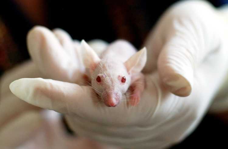 lab mouse Mice lab rat experiment white mouse