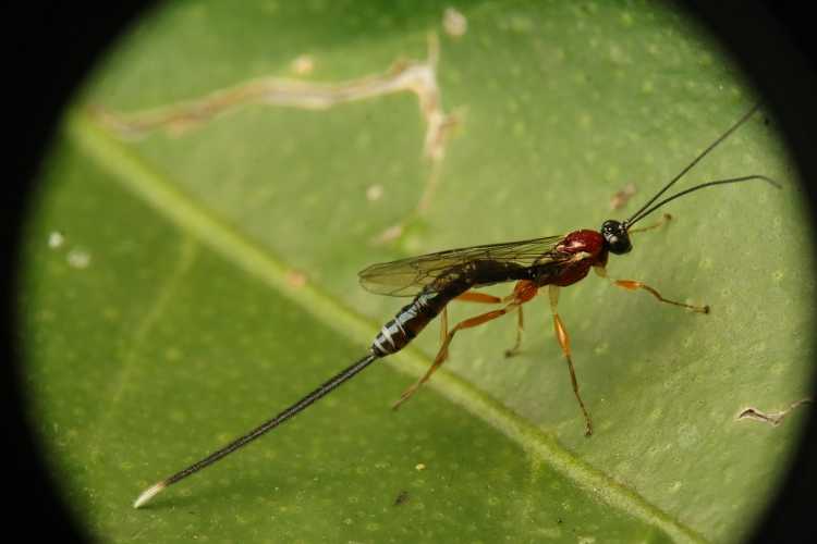 ovipositor insect