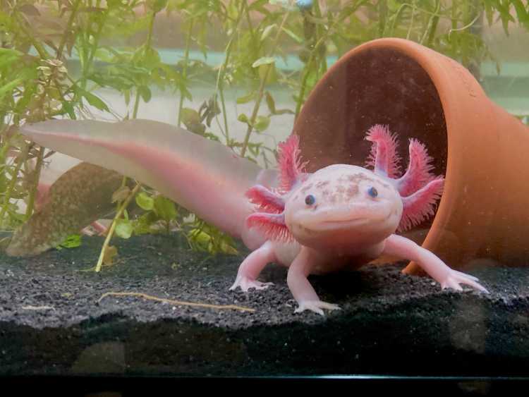 baby axolotl