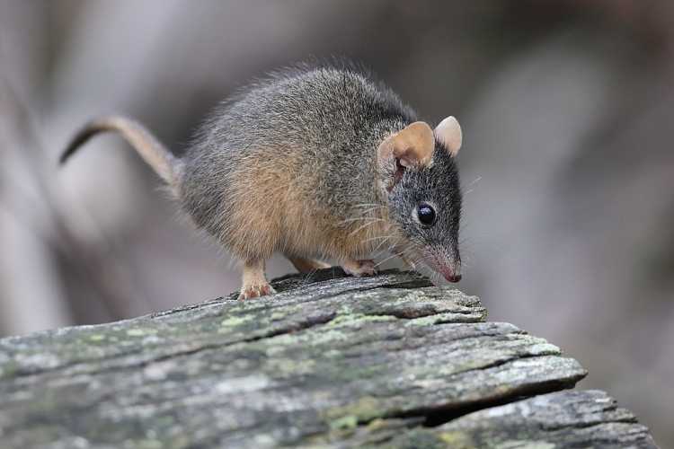 Antechinus