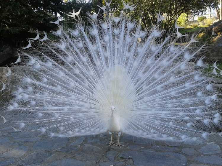 rare things White Peacock