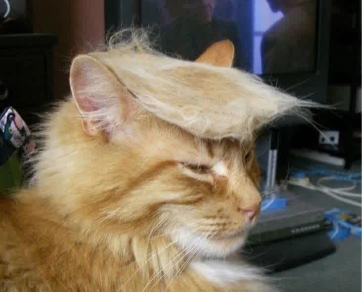 trump lookalike cat