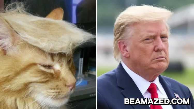 trump lookalike cat